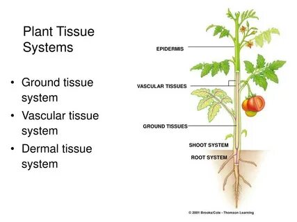 Plant tissues