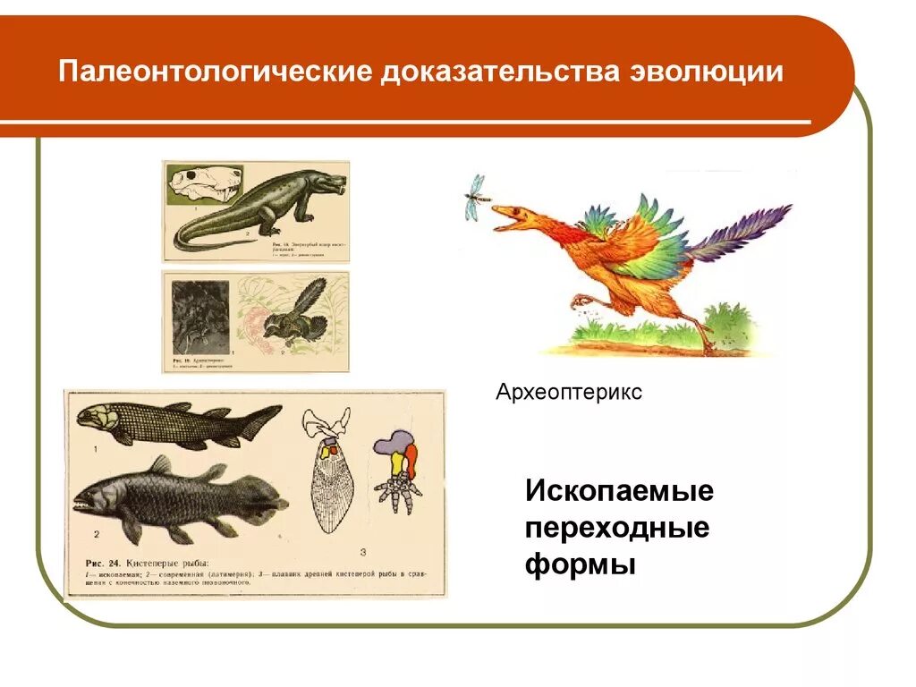 Что из перечисленного считается палеонтологическими доказательствами эволюции. Палеонтологический метод доказательства эволюции. палеонтологические доказательства эволюции археоптерикс. эволюция китообразных палеонтологические доказательства. археоптерикс доказательства эволюции.