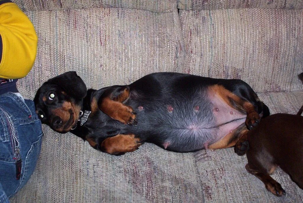 Цвергпинчер течка. Ротвейлер и такса. 2 цвергпинчера.