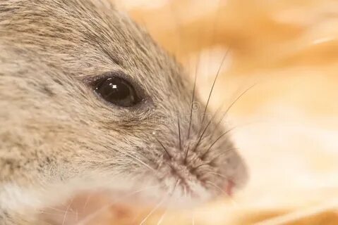 Mice eyes