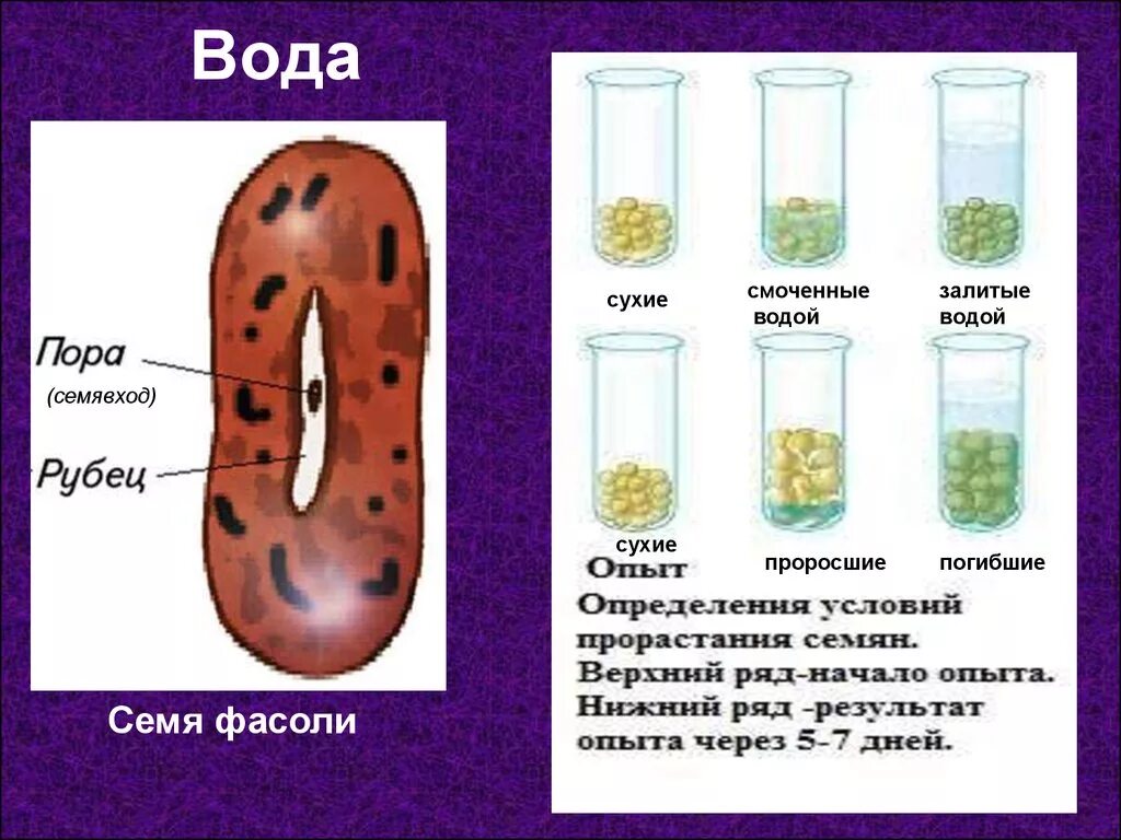 Лабораторная работа условия прорастания семян. Условия прорастания семян. Вода для прорастания семян. Условия прорастания растений. Условия прорастания семян опыт.