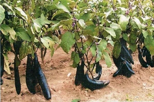 Баклажаны на грядке. Можно ли сажать баклажаны по 2 штуки. Семена баклажан. Баклажан растет на грядке. Можно ли сажать баклажаны по 2 штуки.