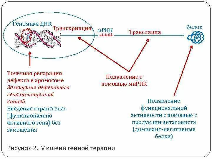 Образование комплементарной днк. Дефекты репарации днк. транскрипция гена днк. гены репарации днк. обратная транскрипция днк.