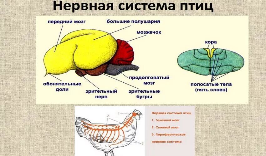 Развитый мозжечок у птиц. Строение головного мозга птиц. Нервная система курицы. Отделы головного мозга у птиц. Функции мозга у птиц.