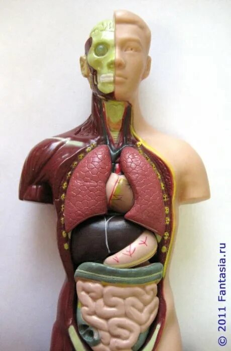 Модель органов человека. Муляж внутренних органов человека. Макет человека с органами. Анатомический муляж. Муляж человеческого тела.