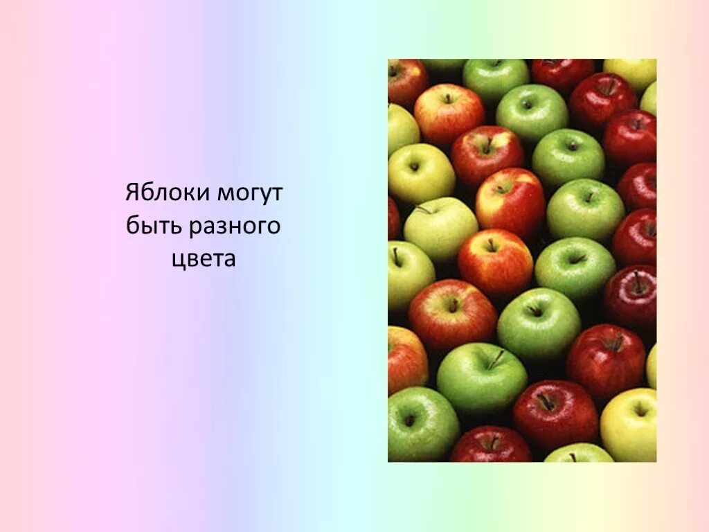 Презентация яблоня. Презентация на тему яблоко. Яблоня для презентации. Яблоко для презентации. Сообщение о плоде яблока.