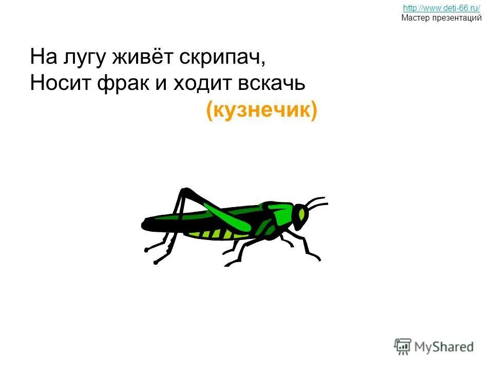 стих про кузнечика. загадка кузнечик. загадки про насекомых. загадка про кузнечика для детей. загадка про кузнечика.