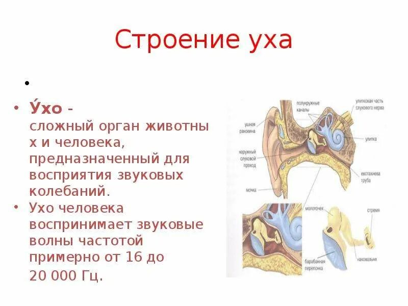 Строение уха человека описание. Строение уха биофизика. Строение уха ОГЭ. Ухо человека строение. Строение уха человека.