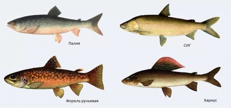 Рыбы Ленинградской области рыбы Ленинградской области. Вуокса река рыба водится. Рыба в Вуоксе. Озеро Вуокса рыба. Рыбы озер ленинградской области