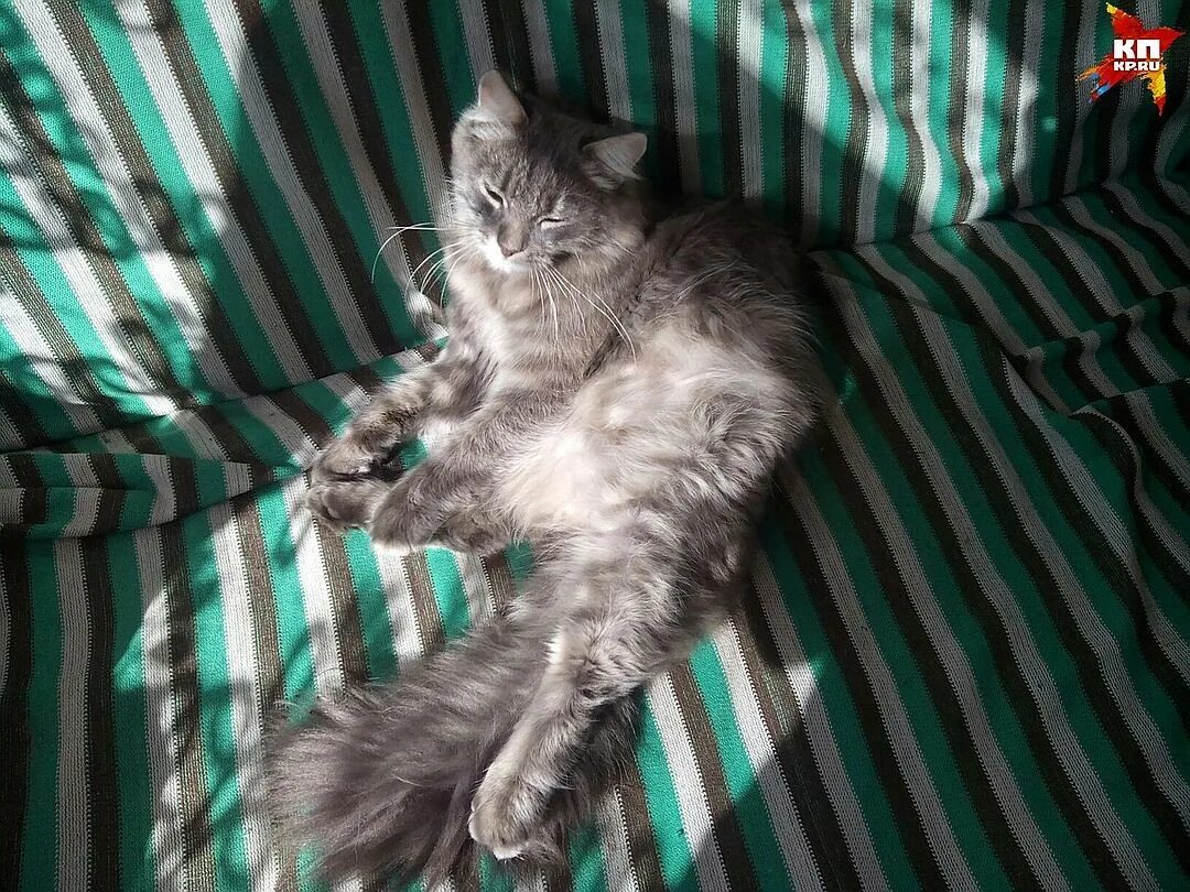 нижний тагил потеряшки кошки. коты породы мейн кун. кошки нижний тагил. ищу белую кошку для дома. тагил зоо.