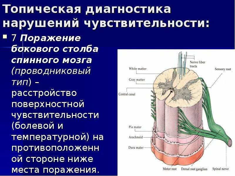 Передний столб спинного мозга. Столбы спинного мозга. Задние и боковые столбы спинного мозга. Передние и боковые столбы спинного мозга. Поражение бокового столба спинного мозга.