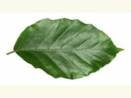 Its leaves