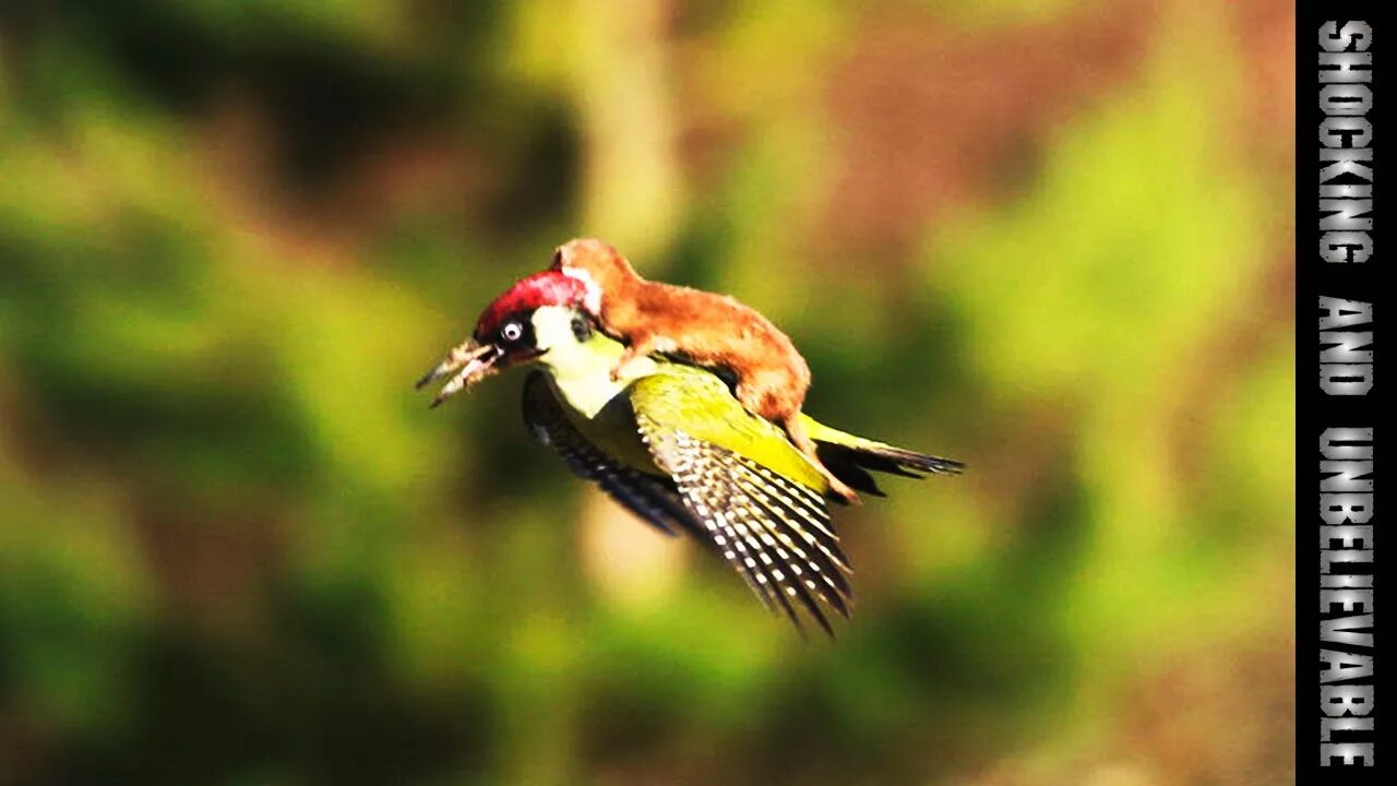 Тундровый горностай. Дятел летает. Горностай. Ласка зверек. Верхом на птице.