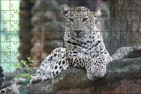 Отзывы leopard