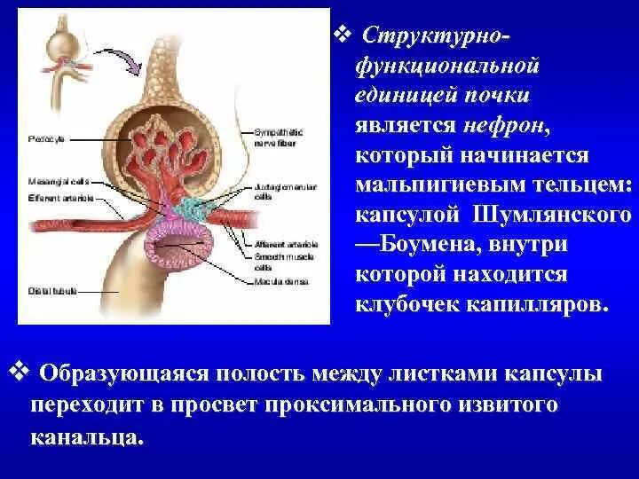 Структурно-функциональной единицей почки является нефрон. Структура функциональной единицы почки. Как называется структурно-функциональная единица почки?. Структурной и функциональной единицей почки является. Структурная функциональная единица почки называется