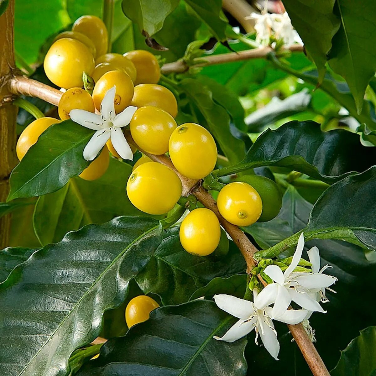 Кофе Аравийский цветение. Кофе Арабика растение цветение. Дерево кофе Арабика. Nana Arabica дерево. Кофе аравийский растение