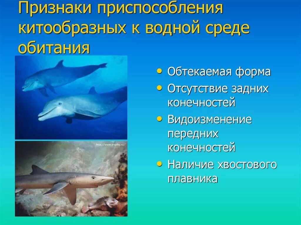 Водные млекопитающие примеры. Приспособление к среде. Приспособления китообразных. Приспособления китообразных к водной среде. Приспособление к среде обитания дельфина.