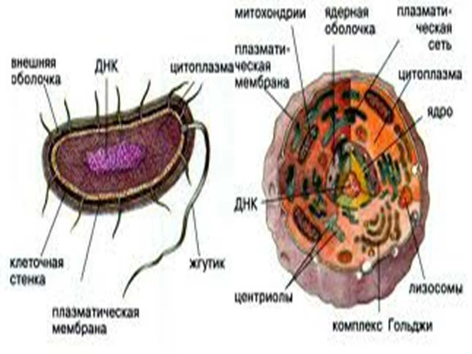 Клетки прокариот отличаются