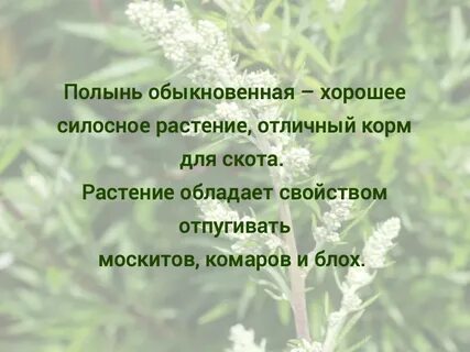 Полынь трава семин