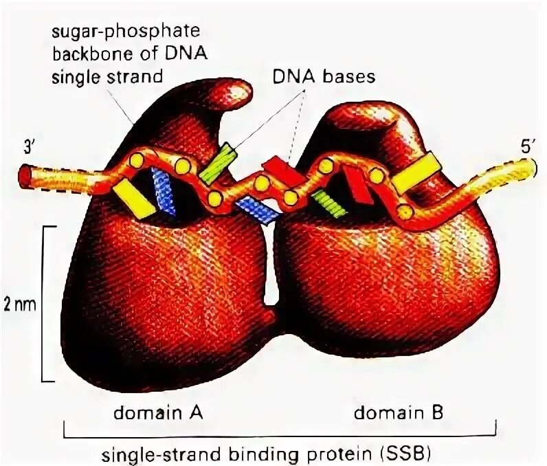 Репликация ДНК SSB белки. Функции SSB белков. SSB белок функция.