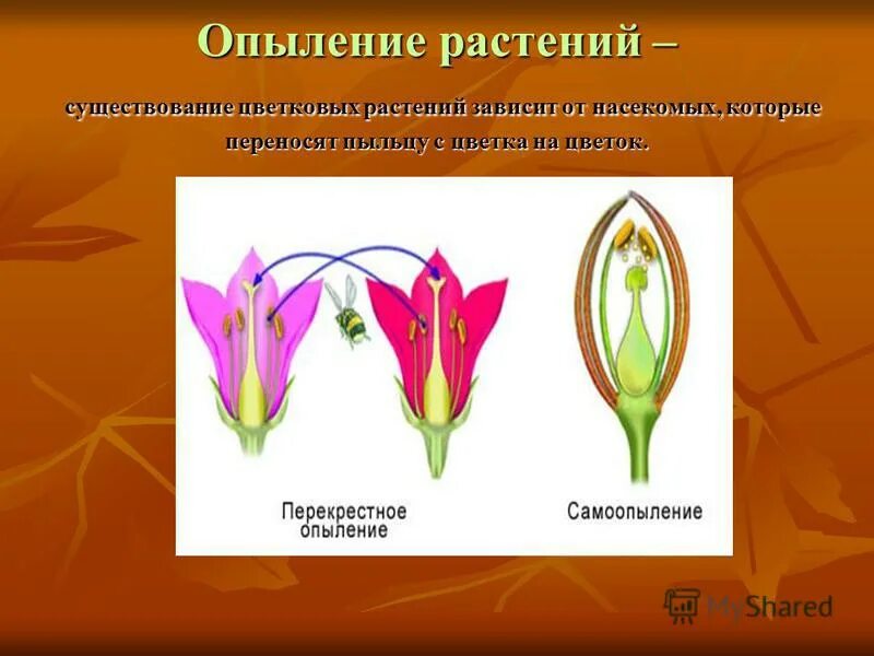 Схема опыления и оплодотворения цветковых растений. Оплодотворение и опыление растений схема. Опыление цветковых растений. Типы перекрестного опыления. Как образуется опыление.