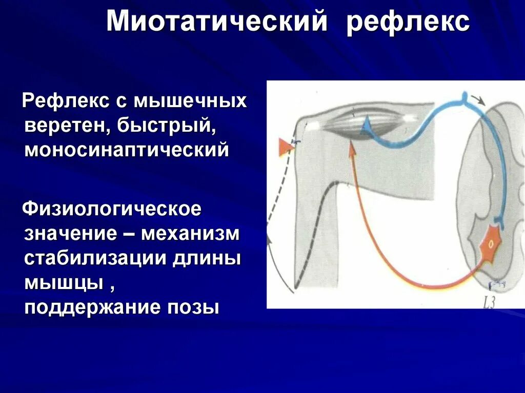 Схема сухожильного (миотатического) рефлекса.. Миотатические рефлексы физиология. Миотатический рефлекс механизм. Миотатический рефлекс схема.