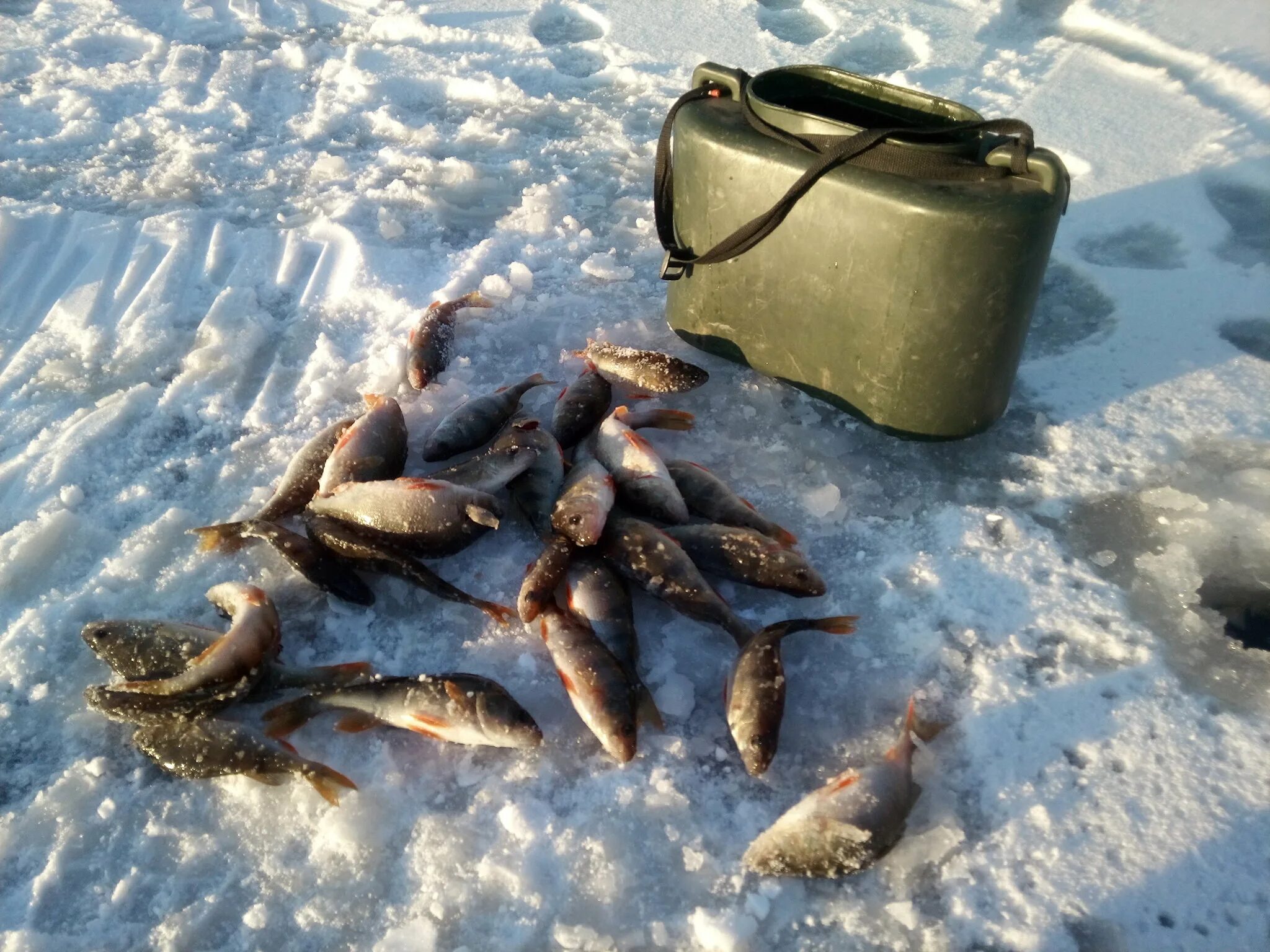 Фишка бере зимние отчеты форель. Зимняя рыбалка 2020 2021 первый лед. Зимняя рыбалка в подмосковье. Рыбалка зима отчеты. Окунь зимой.