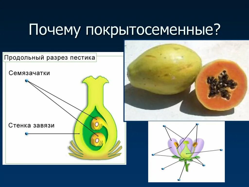 К покрытосеменным также относятся. Покрытосеменные презентация. Строение покрытосеменных растений. Слайд Покрытосеменные. Рисунки на тему Покрытосеменные.