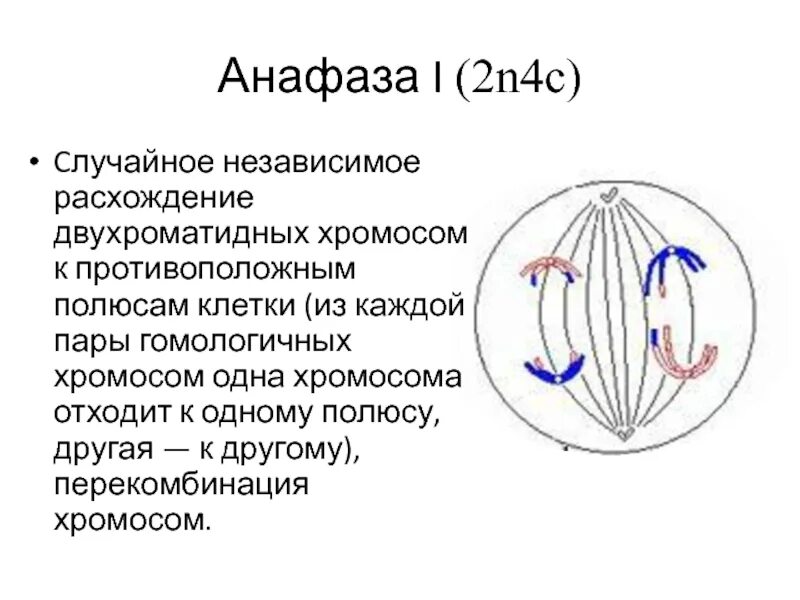 Анафаза мейоза 1 и 2. Анафаза 2. Расхождение в анафазе 1 мейоза независимое. Анафаза перекомбинация.