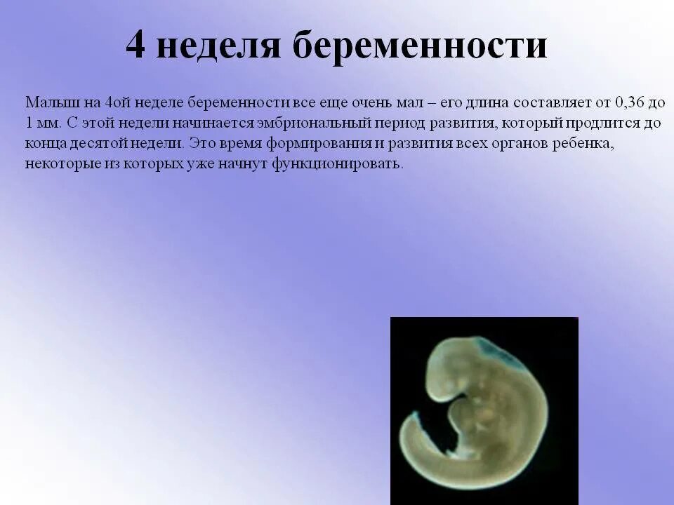 Как выглядит эмбрион в 4 недели. 4 Эмбриональная неделя беременности. Беременности 4 недели эмбрион 4мм. Ребёнок на 4 неделе беременности. Токсикоз 4 неделя