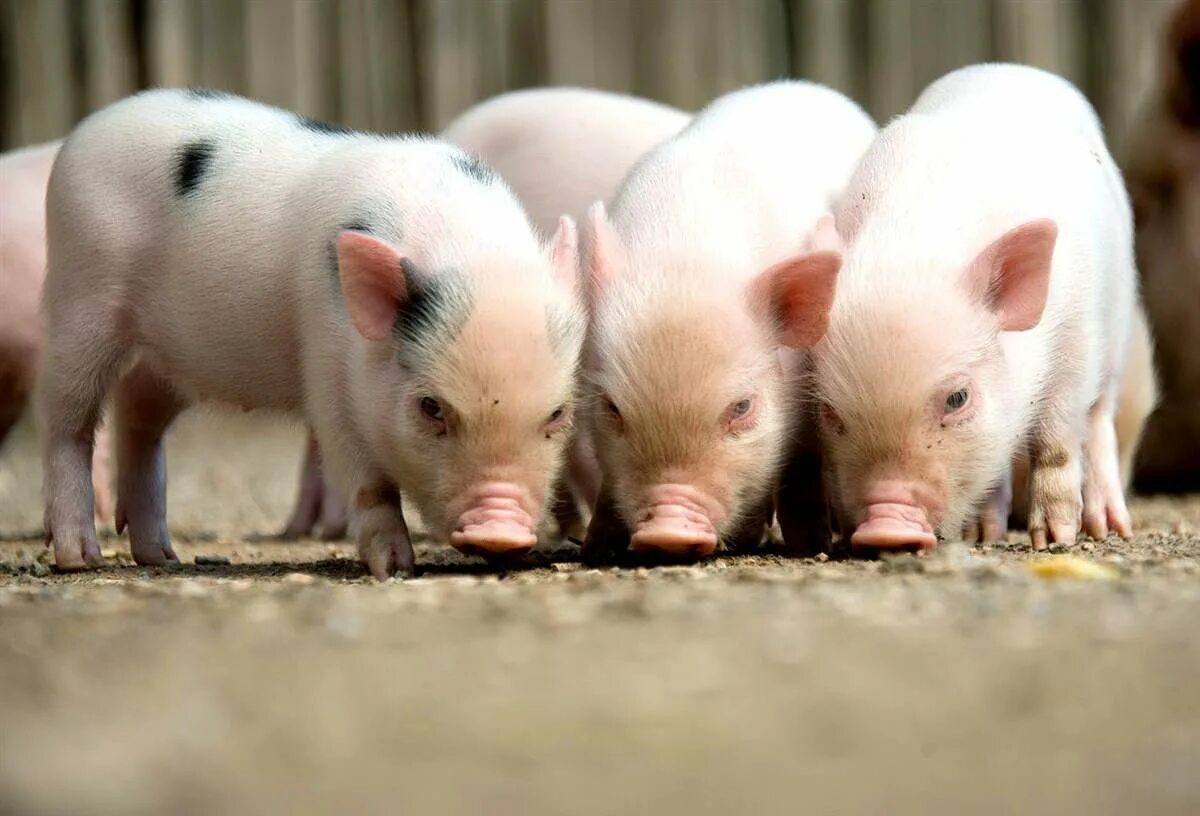 Поросенок. Свинья. Свиноводство. Фото свиньи. Маленькие поросята тамбовская область