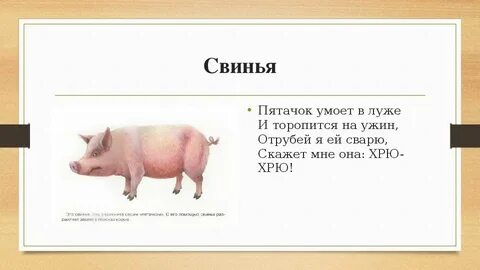 Синоним к слову хрюшка