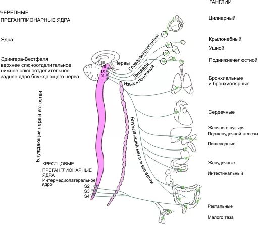 Ганглии парасимпатической нервной системы. Схема строения парасимпатической нервной системы животных. Узлы парасимпатической нервной системы. Ядра парасимпатической нервной системы.