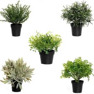 Plants 19