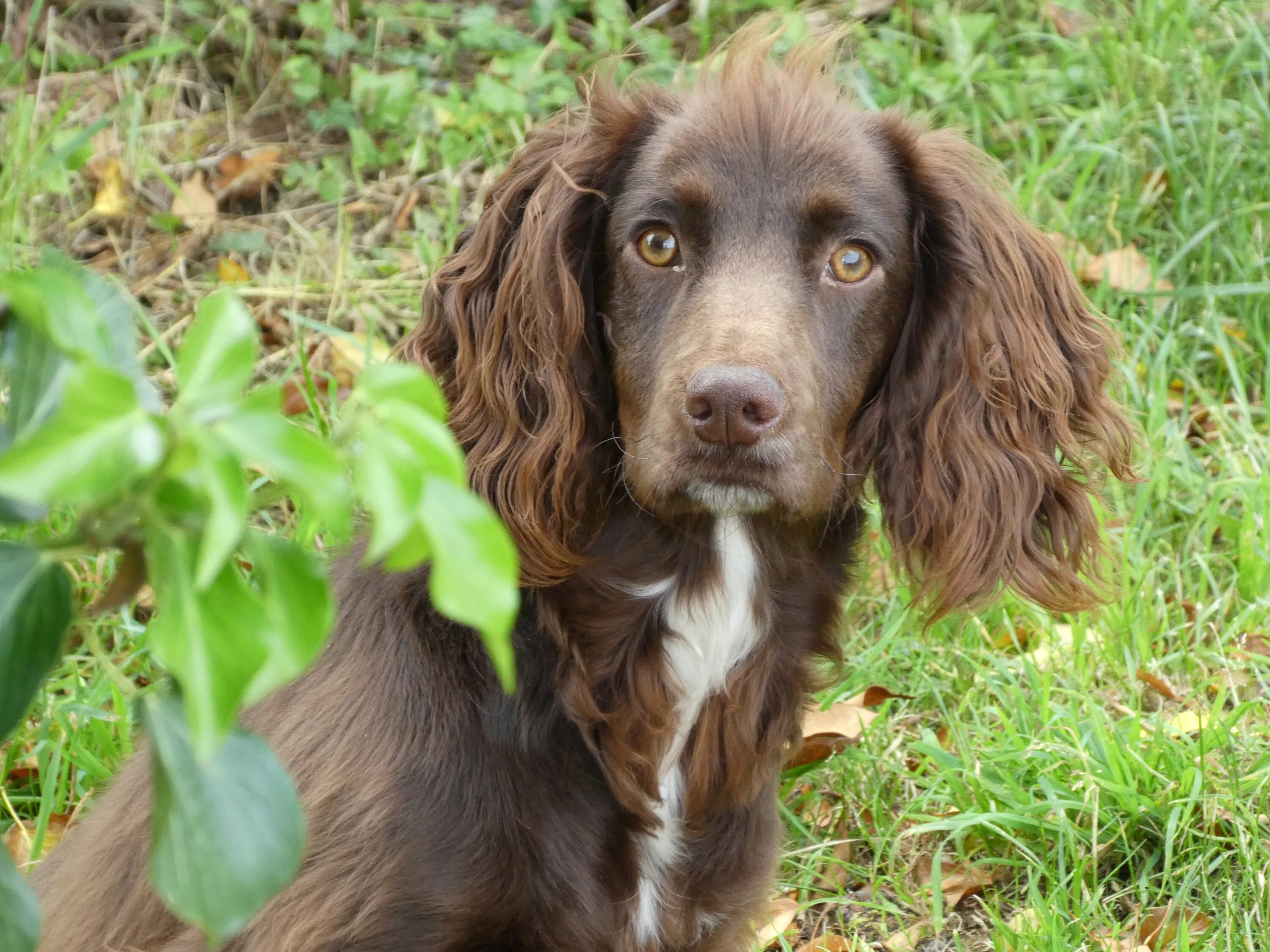 Кокер-спаниель. Русский кокер спаниель коричневый. Спаниель коричневый. Спаниель коричневый. Спаниель коричневый.