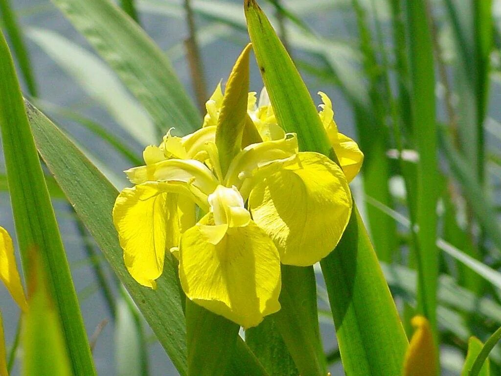 Ирис болотный фото. Ирис Касатик желтый. Ирис жёлтый – Iris pseudacorus. Касатик ложноаировый. Ирис ложноаировый variegata.