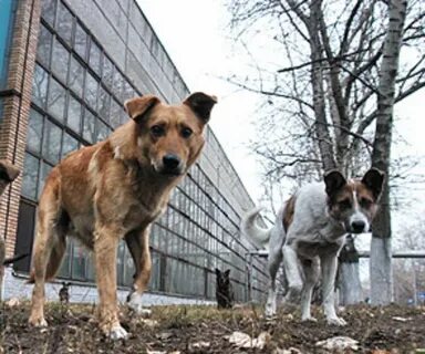 Петиция собака