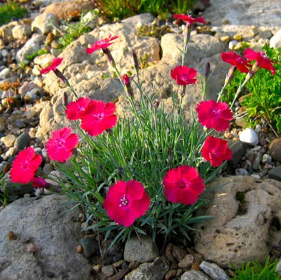 Гвоздика Альпийская Кахори. Dianthus gratianopolitanus 'Rubin'. Гвоздика травянка многолетняя. Гвоздика травянка Вайт-ред. Разновидности гвоздик