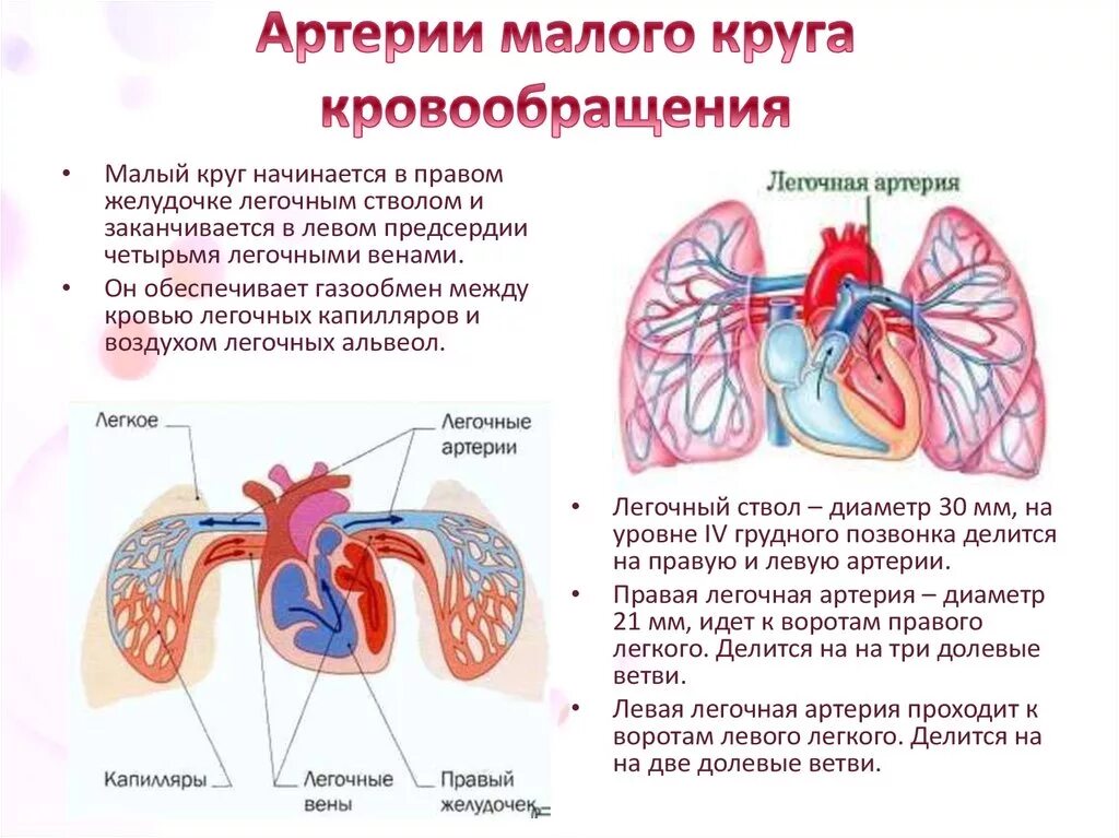 Малый круг кровообращения легочные вены. Малый круг малый круг кровообращения. Сосуды малого легочного круга кровообращения. Малый круг кровообращения легочная Вена. Легочный круг заканчивается