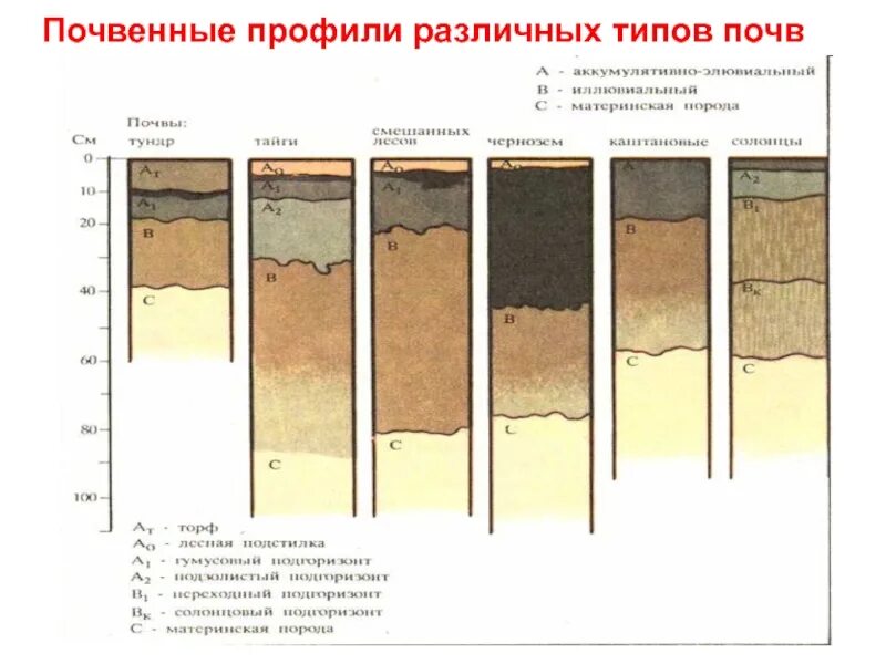Тип почвы 1889. Строение почвенного профиля 6 кл. типы почвы и их состав. строение почвенного профиля разных типов почв. схему строения почвы (почвенный профиль.