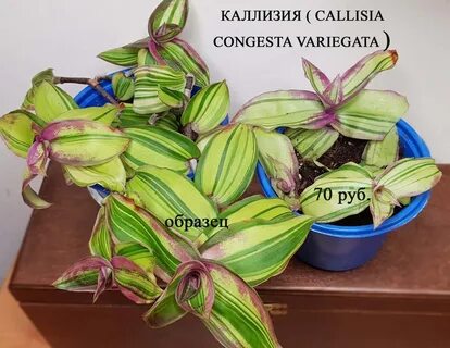 Традесканция конгеста