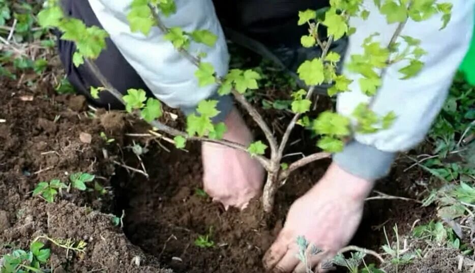 Черную красную посадить смородину