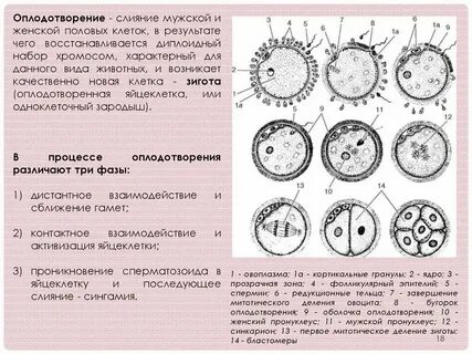 Зародыш результат слияния