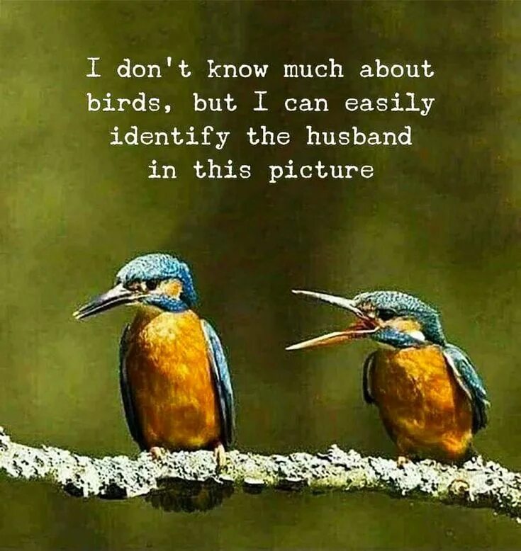 Bird but it is. Самые смешные птицы. about birds. птичка кринж. птички цитаты.
