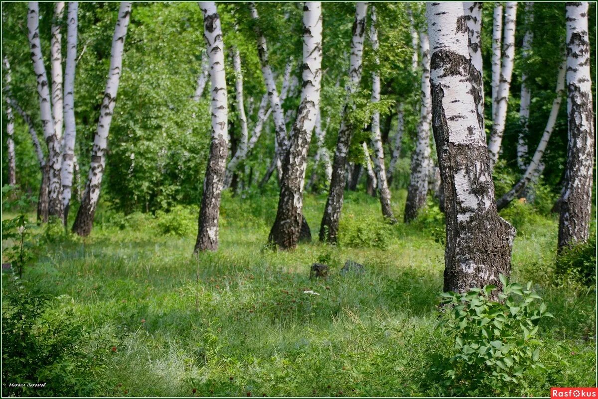 2 березы на холме. Березовые Рощи на Алтае. Берёзовая роща Бирск. Березовая роща Лесное Бийск. Берёзовая роща Шуя лето.