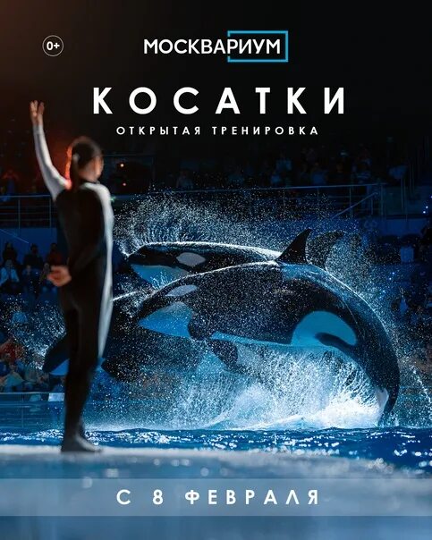 Москвариум на ВДНХ касатки. Касатки в Москвариуме. Москвариум льготные билеты