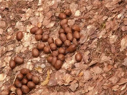 Какашки ежика