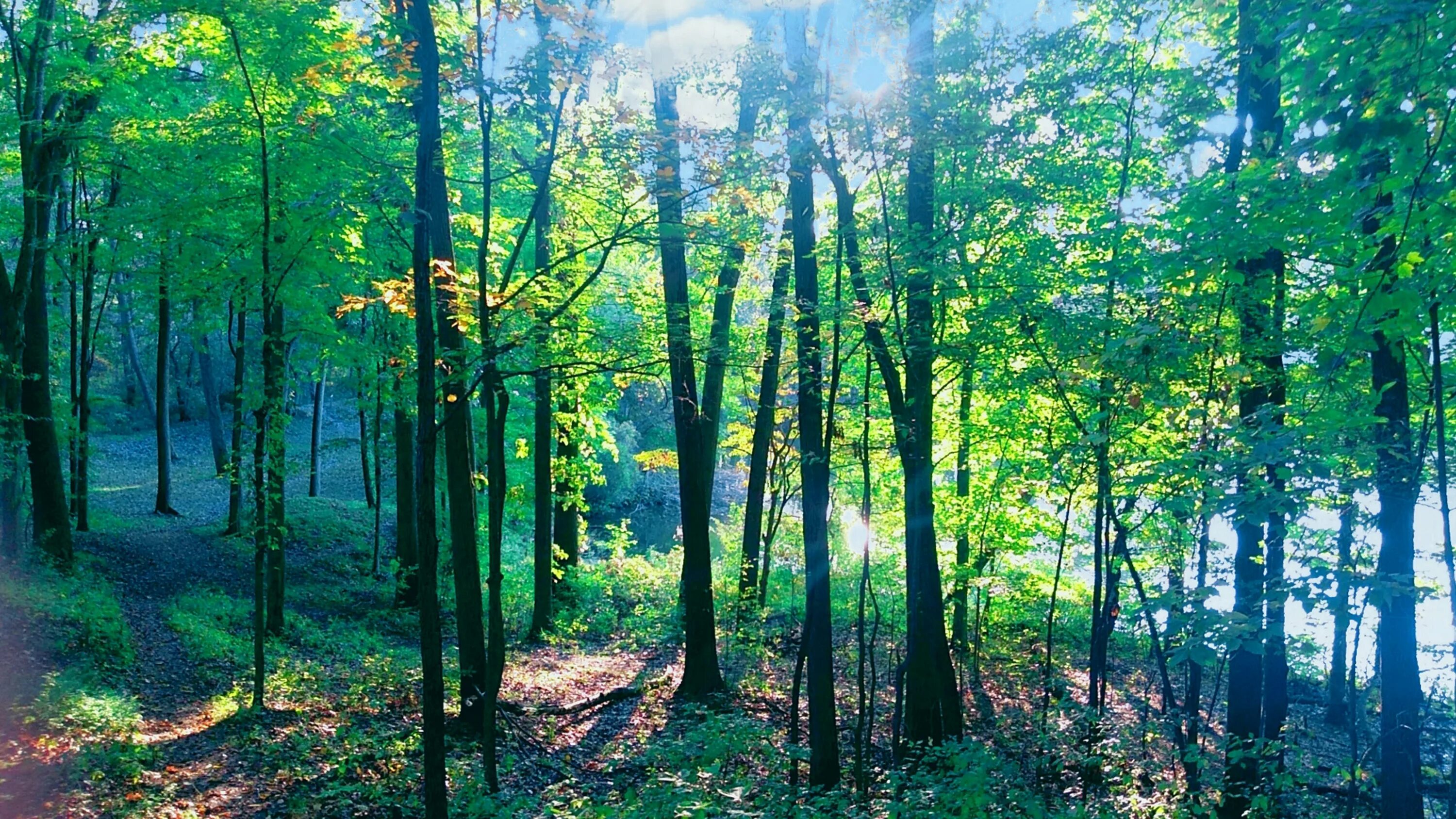 Зеленая природа. Красивый лес. Природа зелень. Летний лес. Пейзаж леса.