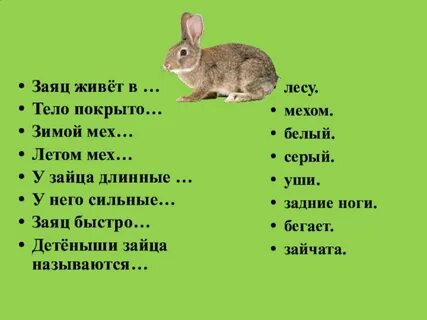 В каких лесах обитают зайцы
