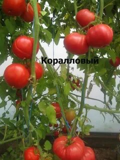 Томат коралловый отзывы